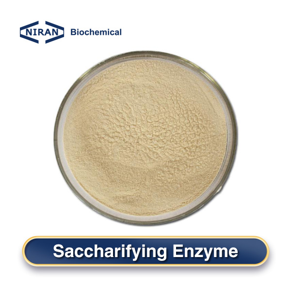 Saccharifying Enzyme