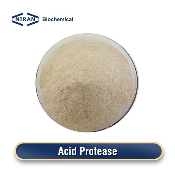 Acid Protease Enzyme Powder
